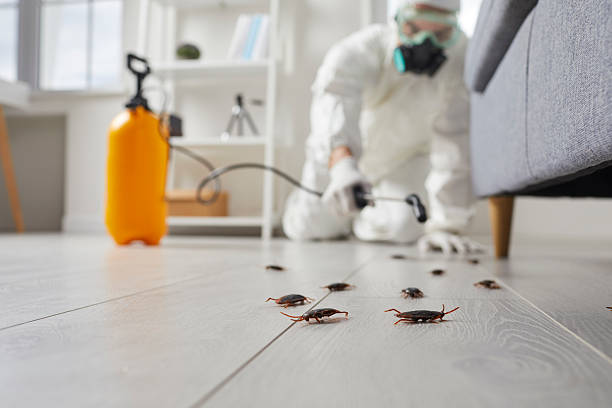 Commercial Rodent Management in Ukiah